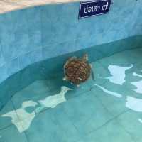 Sea Turtle Conservation Songkhla