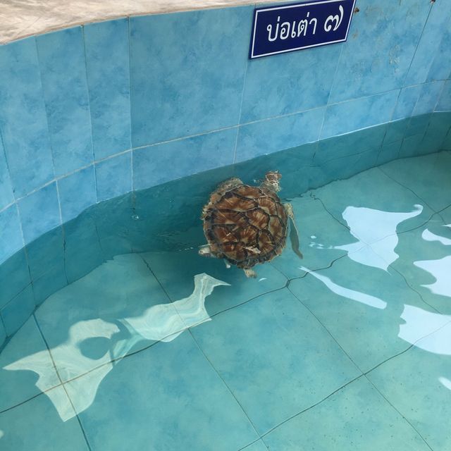 Sea Turtle Conservation Songkhla