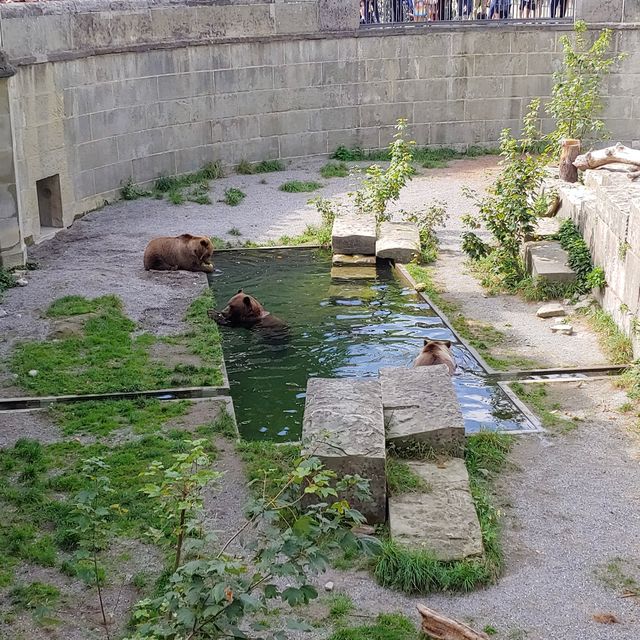 베른 구시가지를 감상할 수 있는 곳, 장미공원