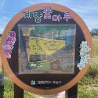 인천 가을 꽃구경 어떠세요?
