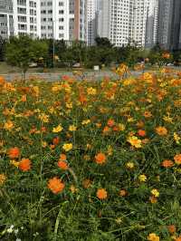 사람 없는 코스모스 보고싶다면 요기 🧡