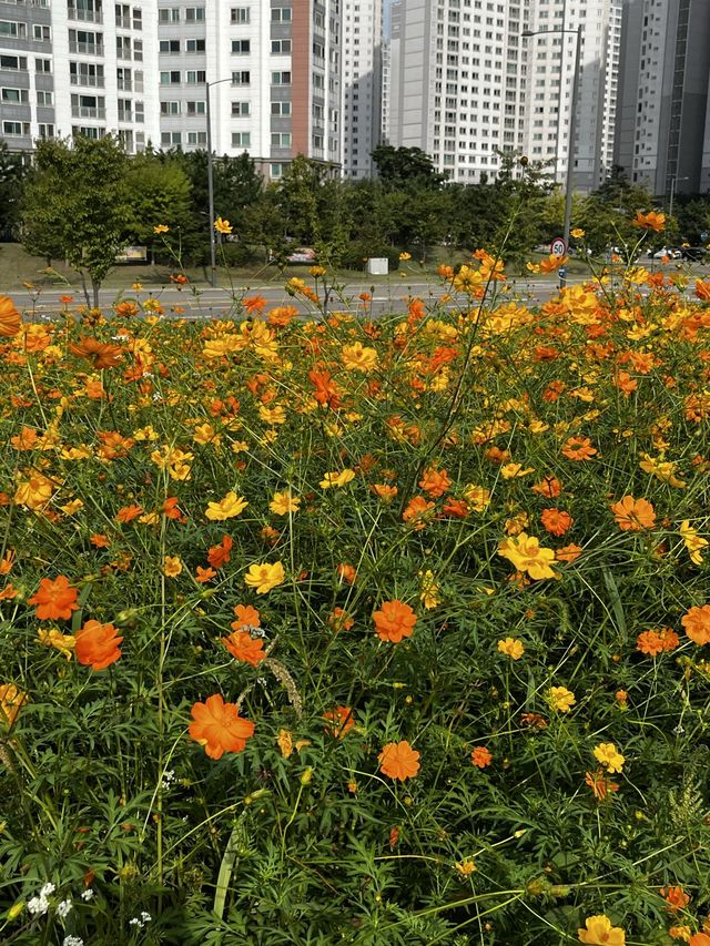 사람 없는 코스모스 보고싶다면 요기 🧡