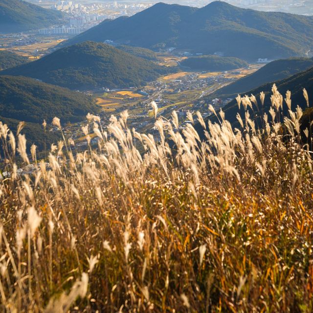 억새 명소 울산 간월재