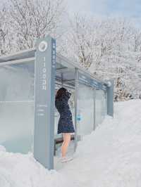 제주 눈꽃 가득한 곳 1100고지