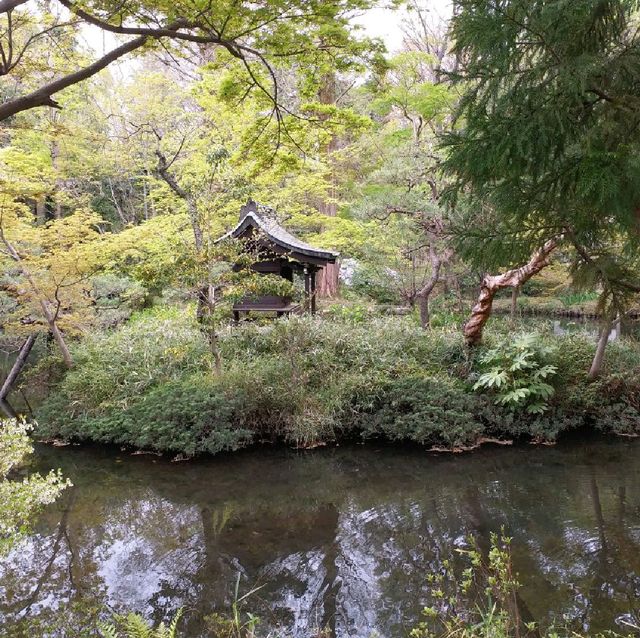 井之頭恩賜公園賞櫻參拜遊湖🌸🚣‍♀️