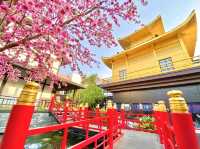 เทศกาลชมซากุระ ถ่ายรูปสวยสุดๆ