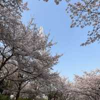 絕美櫻花🌸滿佈石村湖
