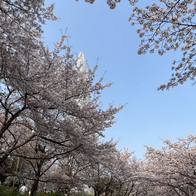 絕美櫻花🌸滿佈石村湖