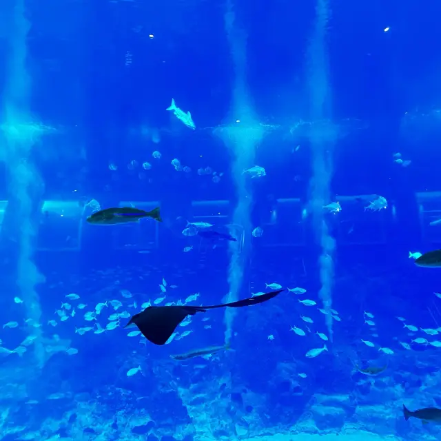 新加坡 S.E.A. Aquarium