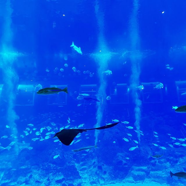 新加坡 S.E.A. Aquarium