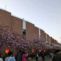 造幣局桜の通り抜け、桜は既に散り始め、有終の美
