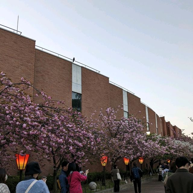 造幣局桜の通り抜け、桜は既に散り始め、有終の美