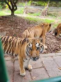 深圳動物園一天遊
