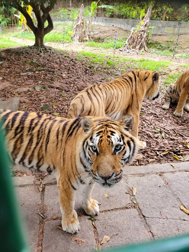 深圳動物園一天遊