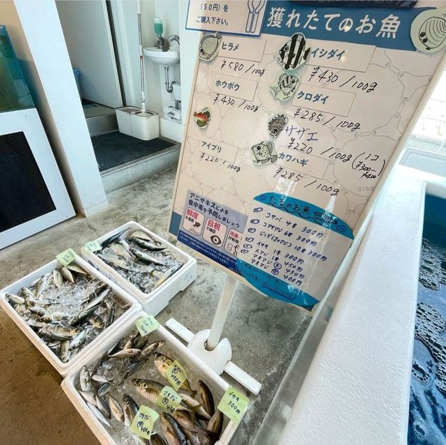 【神奈川県/大磯町】大磯港