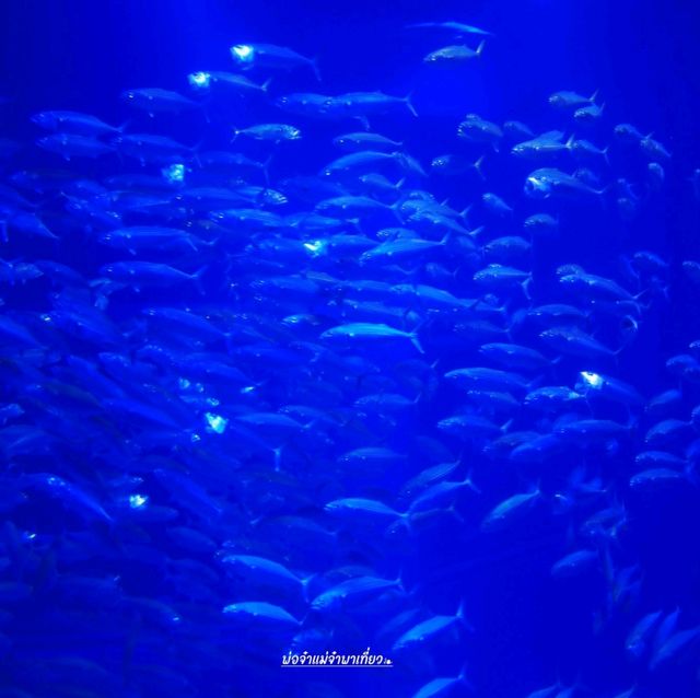 Osaka Aquarium KAIYUKAN 