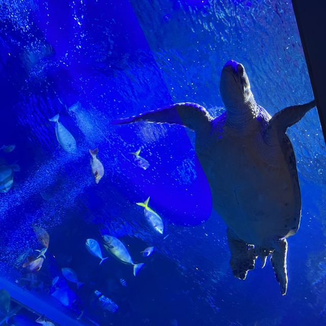 鳥羽水族館