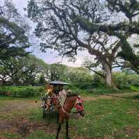 De Djawatan Banyuwangi