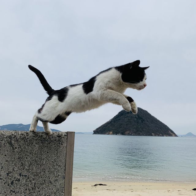 香川県佐柳島