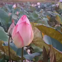 荷花漫漫【龍泉親水生態生態親水公園】