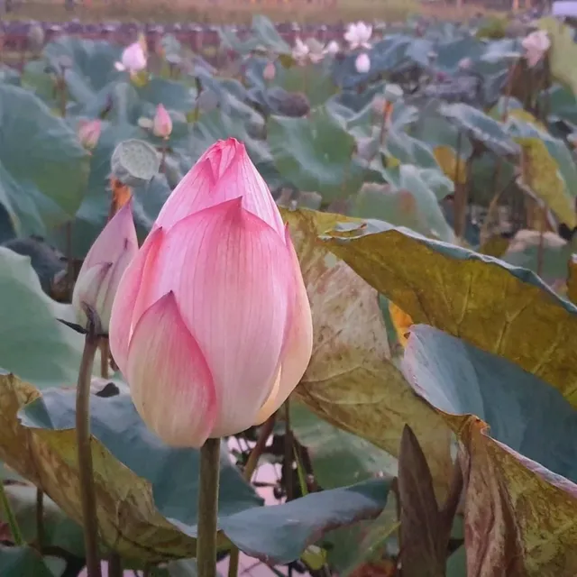 荷花漫漫【龍泉親水生態生態親水公園】