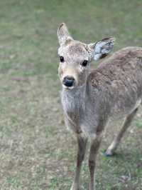 나라에 가면~ 사슴도 있고~🦌