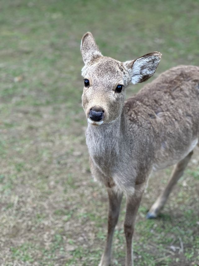 나라에 가면~ 사슴도 있고~🦌