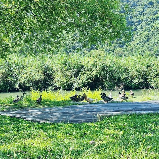 親子情侶全家出遊皆適合的梅花湖