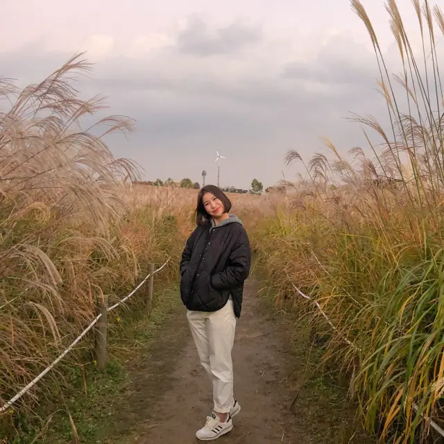 매년 10월 상암 하늘공원에서 볼 수 있는 억새축제🌾🌾