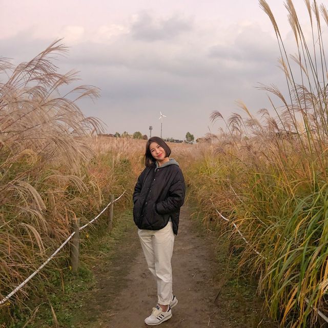 매년 10월 상암 하늘공원에서 볼 수 있는 억새축제🌾🌾