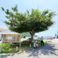 【沖縄 座間味島】座間味島の島めぐり🌺村の中を歩く