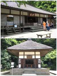 【神奈川県/明月院】美しい紫陽花