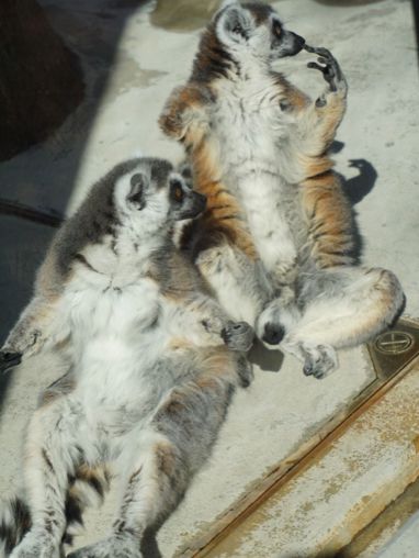 阪急電車の駅からすぐ！王子動物園