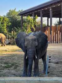 Dubai Safari Park: A Wild Experience