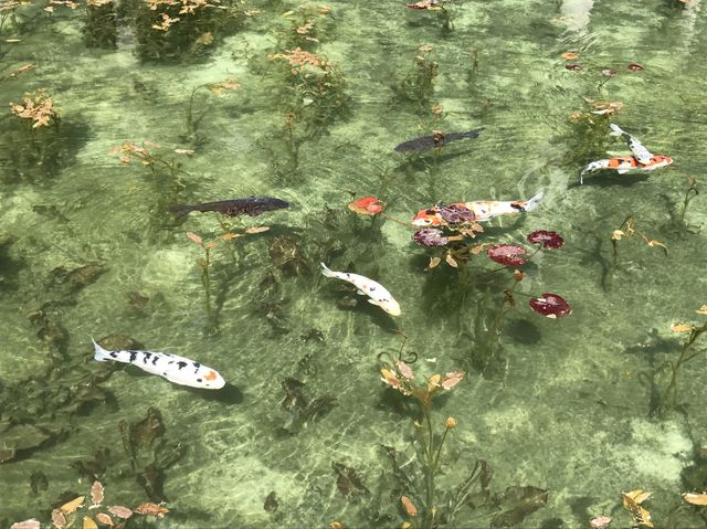 まるで絵画！！モネの池