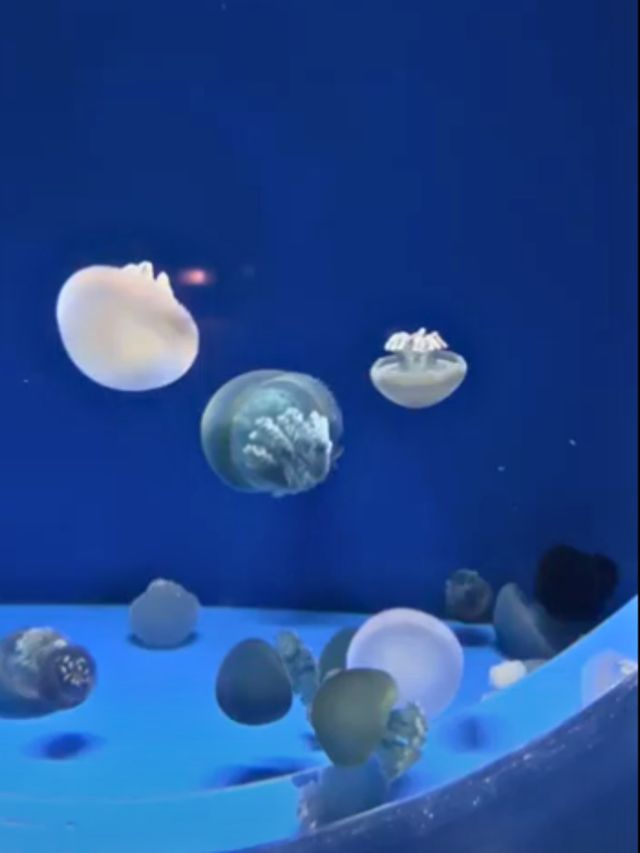 🤡Aqua World Oarai Aquarium วิวมหาสมุทรที่งดงาม