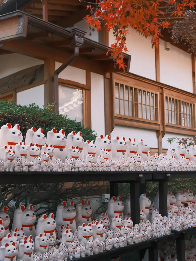 東京｜ 上千隻貓貓排排坐 貓奴們不可錯過的豪德寺