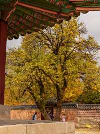 首爾好去處| 踏入歷史的寶座——景福宮