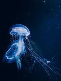 【山形】世界一のクラゲ水族館🪼幻想的なクラゲドリームシアター🌌