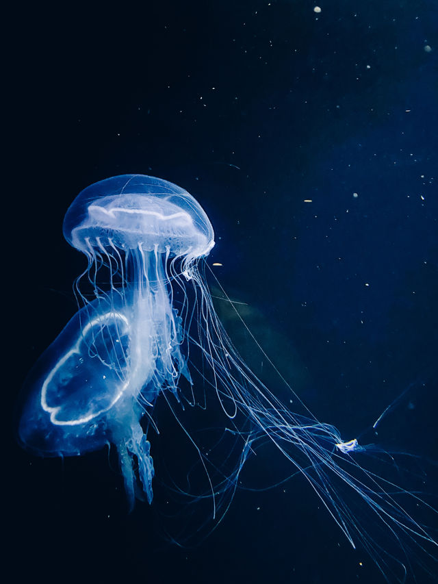 【山形】世界一のクラゲ水族館🪼幻想的なクラゲドリームシアター🌌