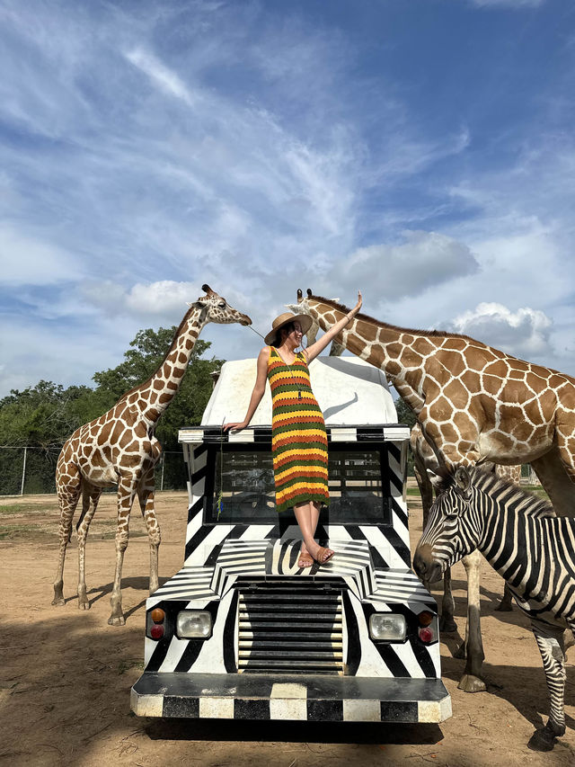 泰國北碧府野生動物園，長頸鹿合照圓夢