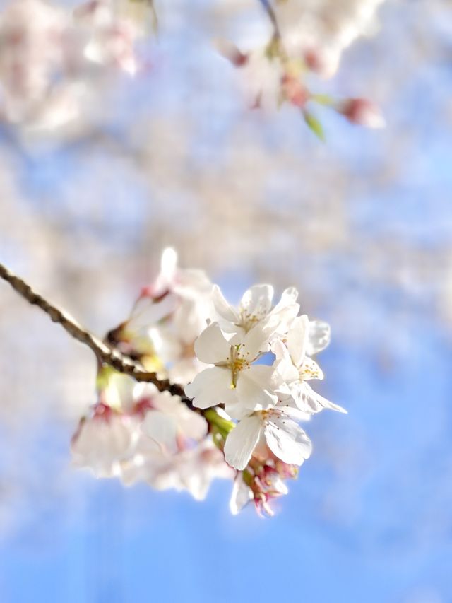 東京タワー×桜が見れるとっておきスポット