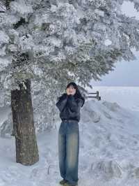 이곳이..겨울왕국?!⛄️ 눈이 가득쌓인 ‘삼양목장‘