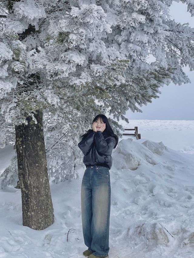이곳이..겨울왕국?!⛄️ 눈이 가득쌓인 ‘삼양목장‘