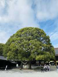 【東京都】一度は参拝してほしい日本一の初詣参拝者数を誇る明治神宮