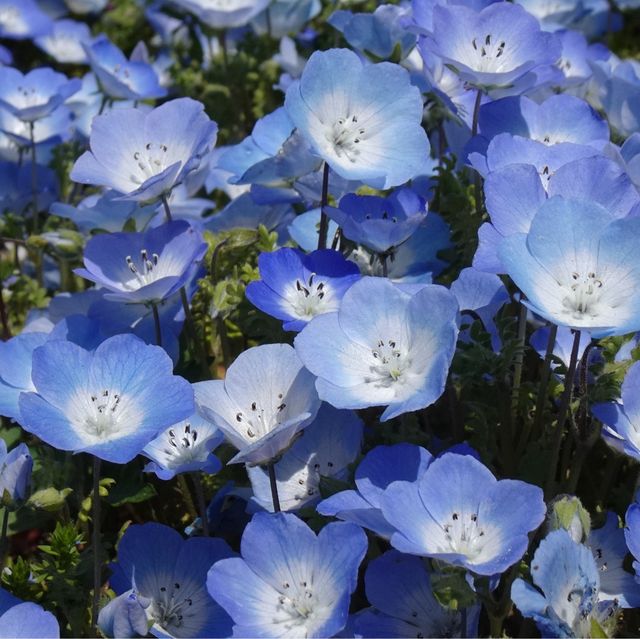 【國營日立海濱公園】藍粉蝶的夢幻山丘📷🦋