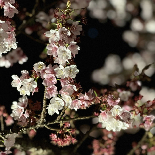 日本東京近郊｜熱海夜櫻及定期花火大會🌸