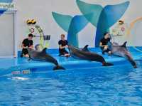 Dolphinarium Pattaya 