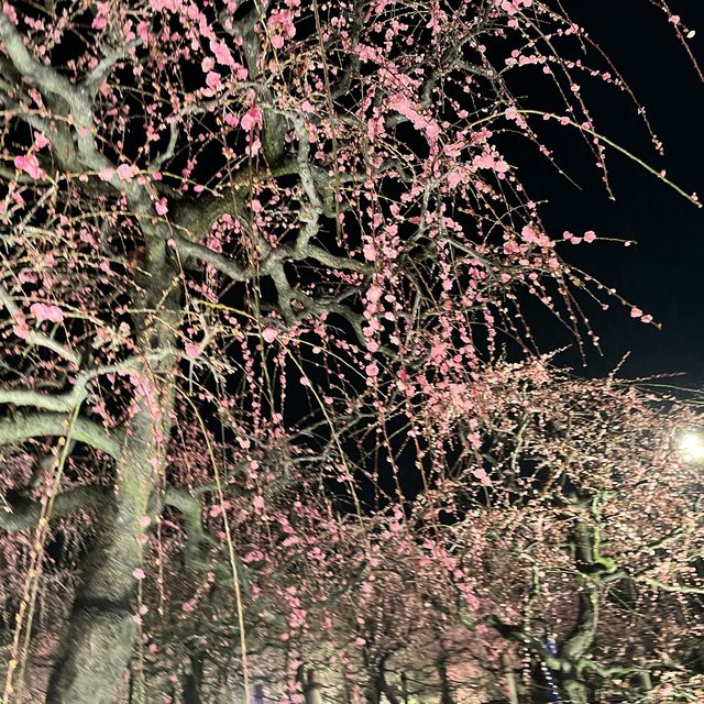 しだれ梅と河津桜の両方を楽しめる🌸