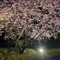 しだれ梅と河津桜の両方を楽しめる🌸